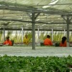 Nuove tecnologie per il verde urbano: operatori in una serra