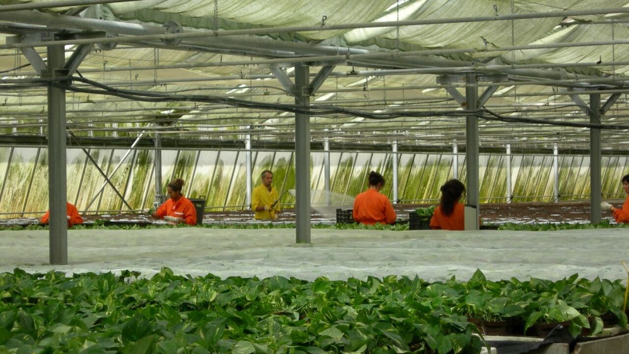 Nuove tecnologie per il verde urbano Nuove tecnologie per il verde urbano: operatori in una serra