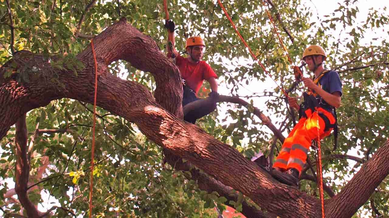Cam verde pubblico: giardinieri sulla chioma di un albero