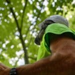 Rinnovare la alberature: un arboricoltore osserva dal basso la chioma di un albero