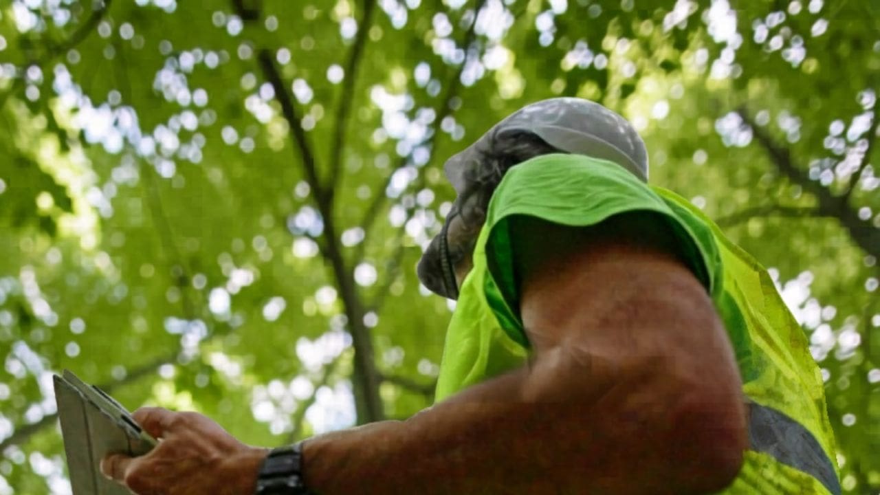 Rinnovare la alberature Rinnovare la alberature: un arboricoltore osserva dal basso la chioma di un albero