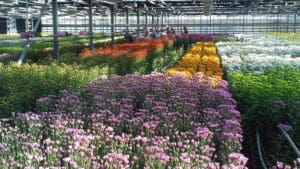 Florovivaismo ornamentale, serra per la coltura di fiori
