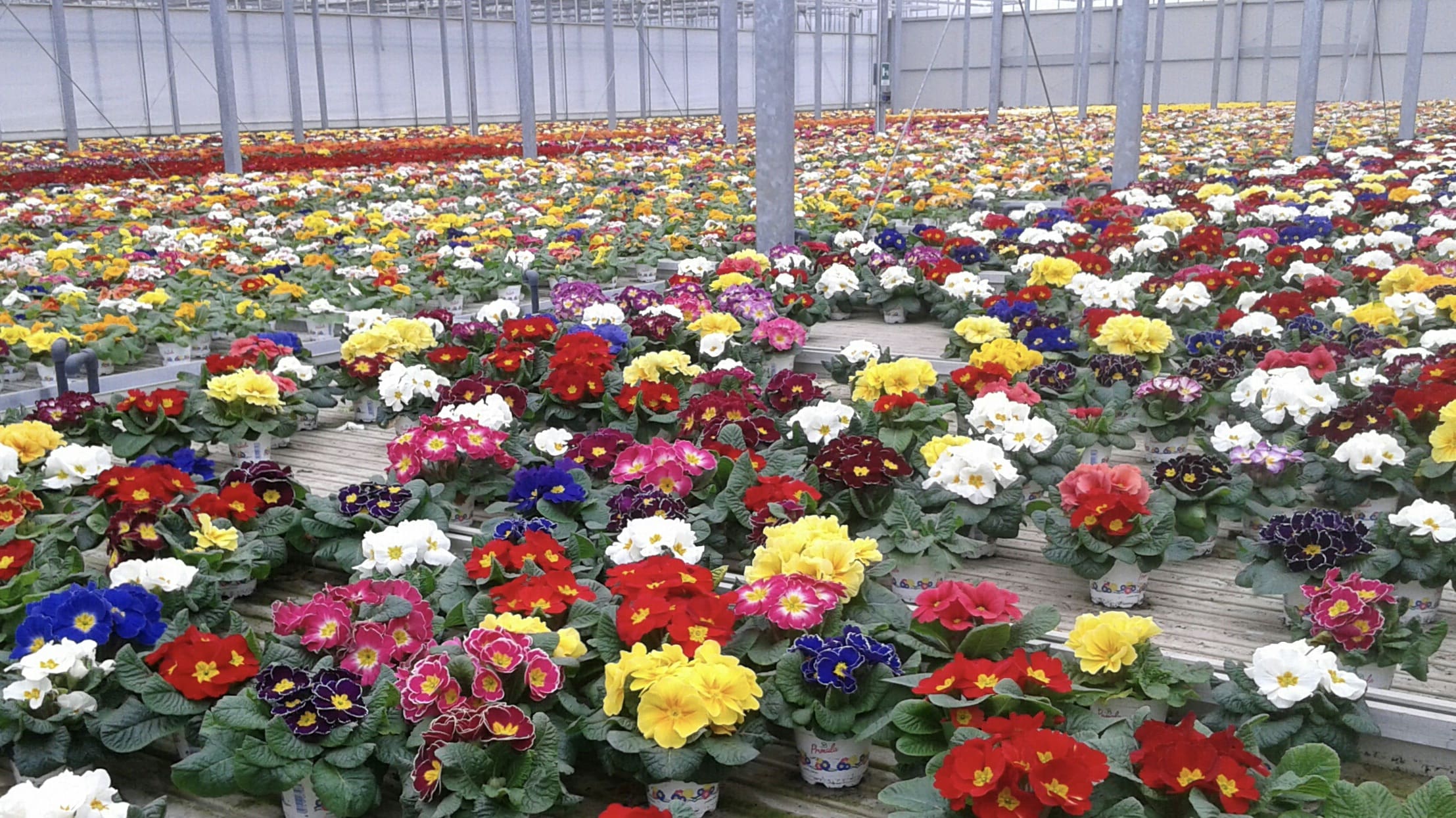 Florovivaismo ornamentale: produzione di vasi fioriti