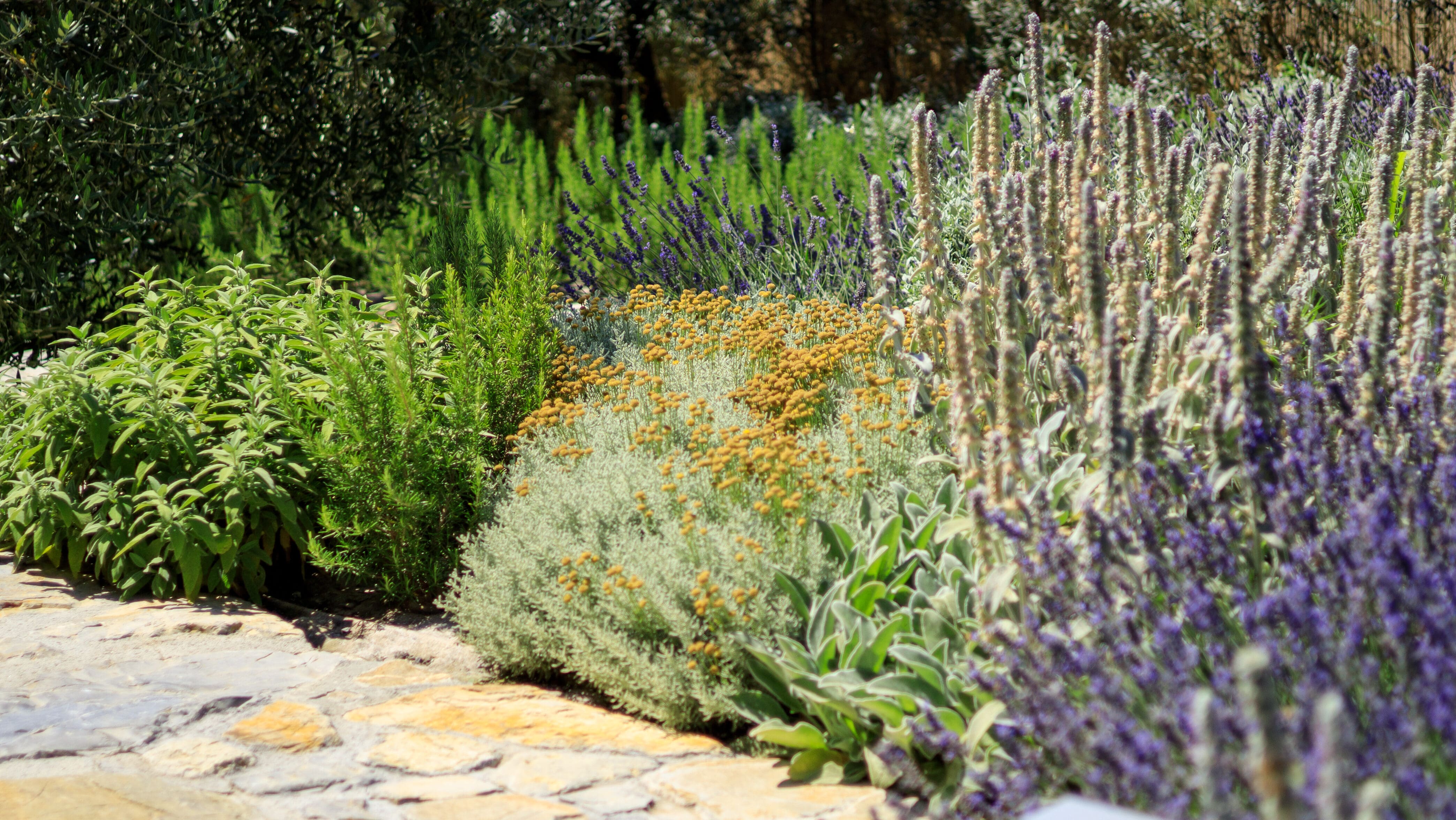 giardino fiorito con essenze selvatiche