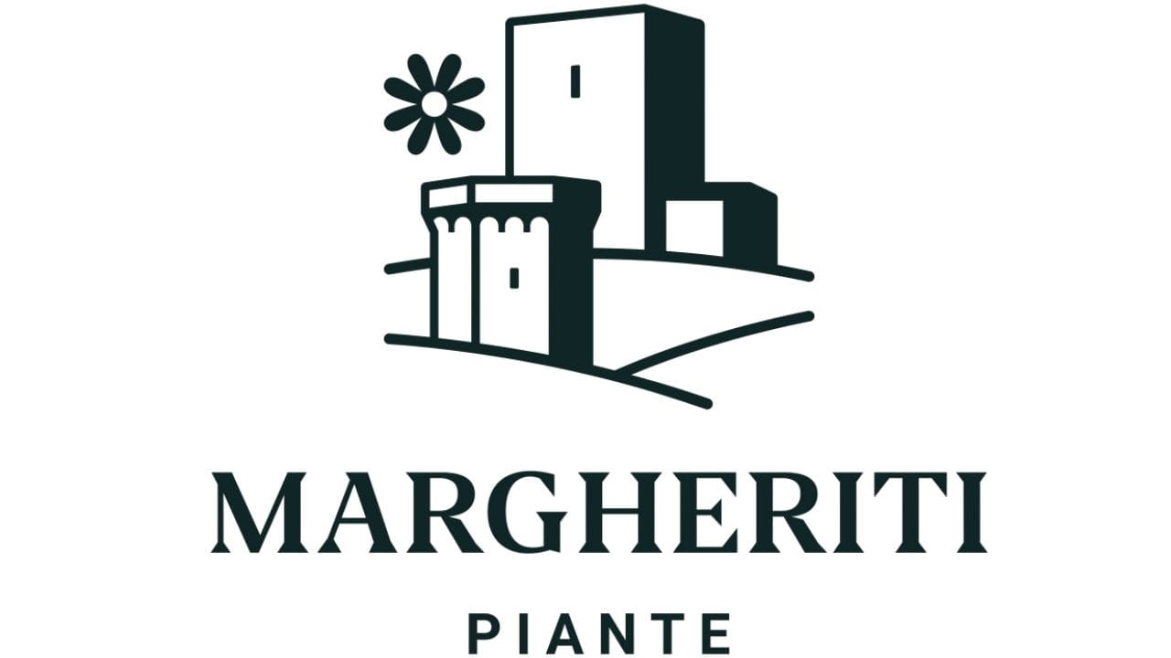Margheriti piante Margheriti piante