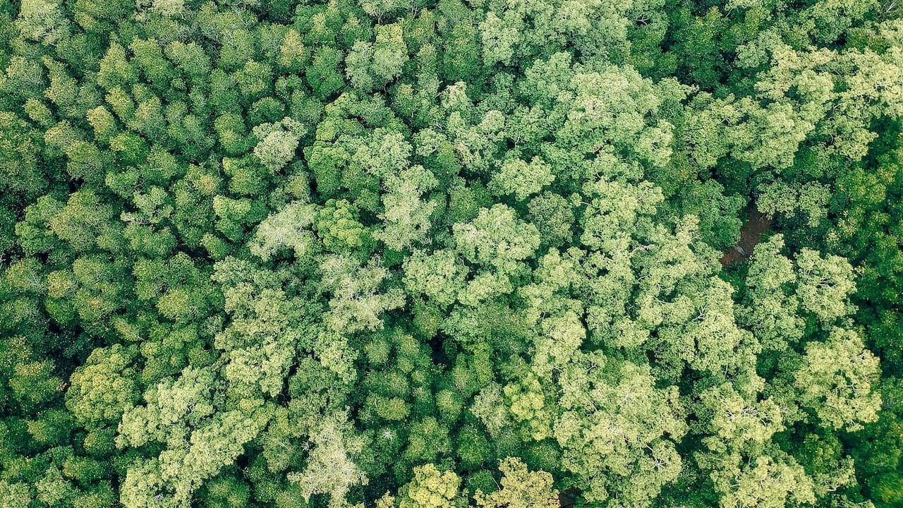 foreste aumenta il patrimonio forestale italiano
