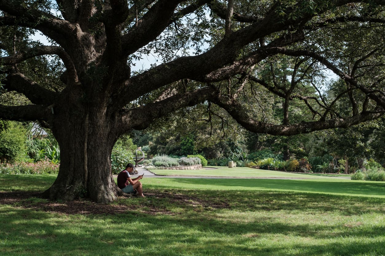 Caldo estremo, scegliere gli alberi giusti per un clima miglior Un uomo all'ombra sotto un grande albero in un parco urbano
